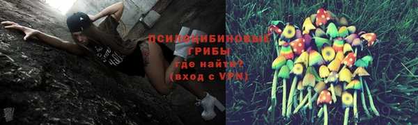 прущие грибы Гусиноозёрск