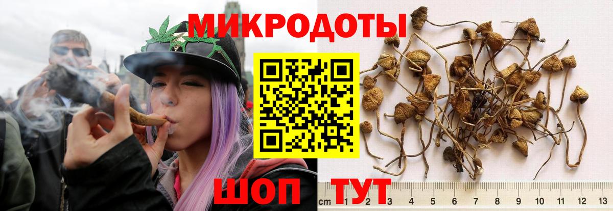 Псилоцибиновые грибы Psilocybine cubensis Заволжье
